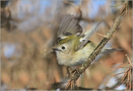 <p>KRÁLÍČEK OBECNÝ (Regulus regulus) /Goldcrest - Wintergoldhähnchen/</p>